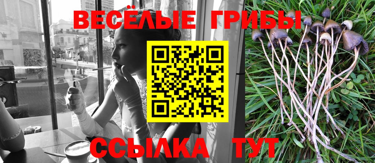 Псилоцибиновые грибы Psilocybe Шахты